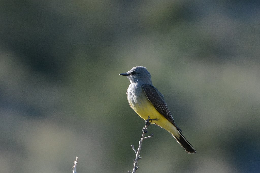 Kingbird, Western, 2015-06049711 Albuquerque, NM.JPG - Western Kingbird. A walk with Lee. Albuquerque, NM, 6-4-2015